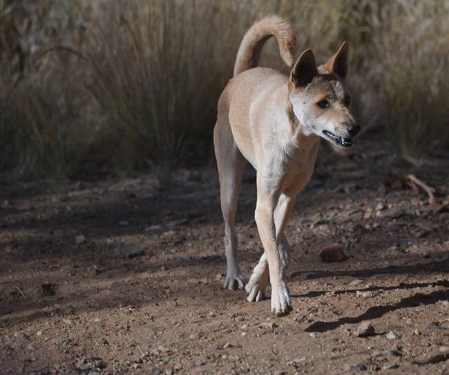 Dingo at Alice Springs Desert Wildlife Park | <i>Andrew Thomasson</i>