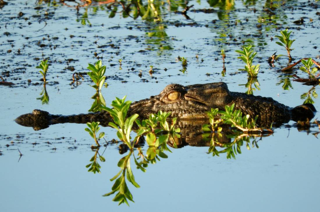 Salt water crocodile swimming in the Yellow Water Lagoon | <i>Holly Van De Beek</i>
