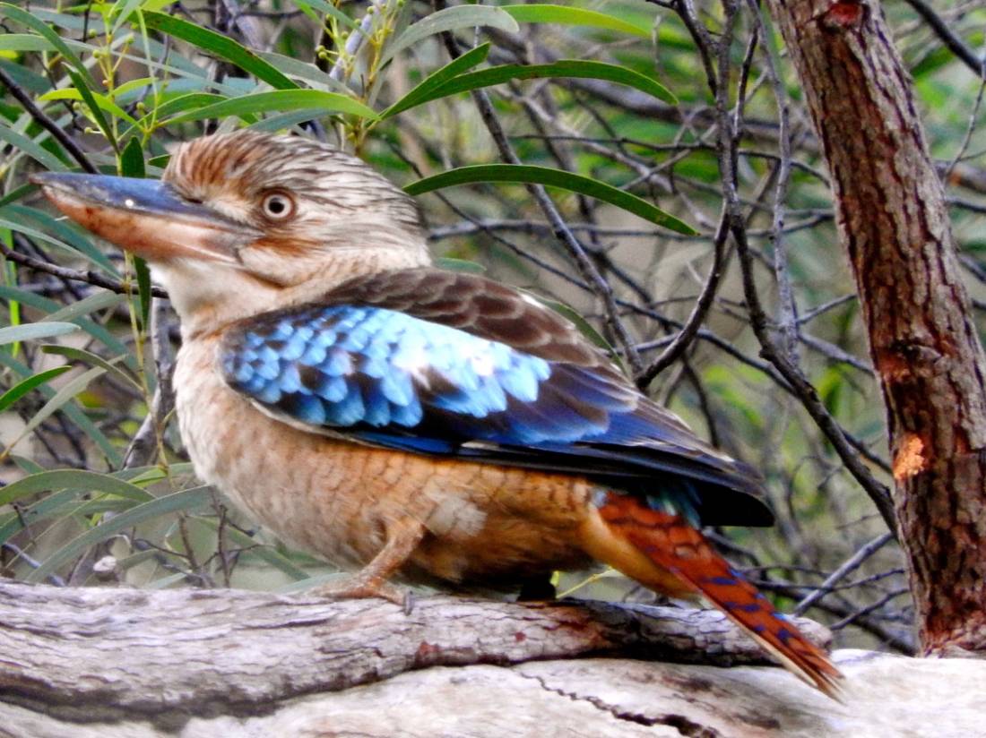 Kakadu is a wonderful area for birdwatchers | <i>Holly Van De Beek</i>