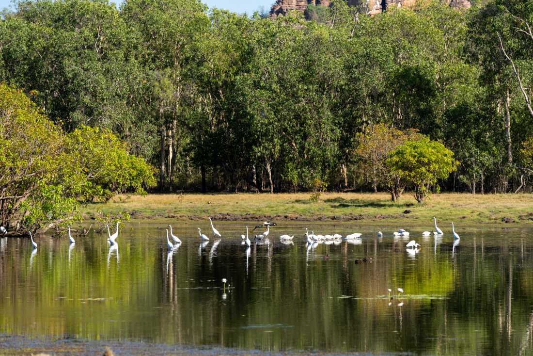 Bird life in Kakadu |  Shaana McNaught